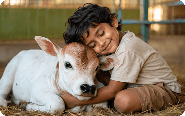 Mini Cow Adoption