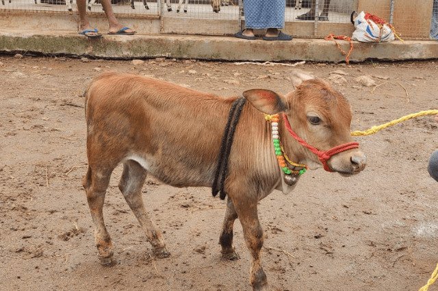 Cow Adoption