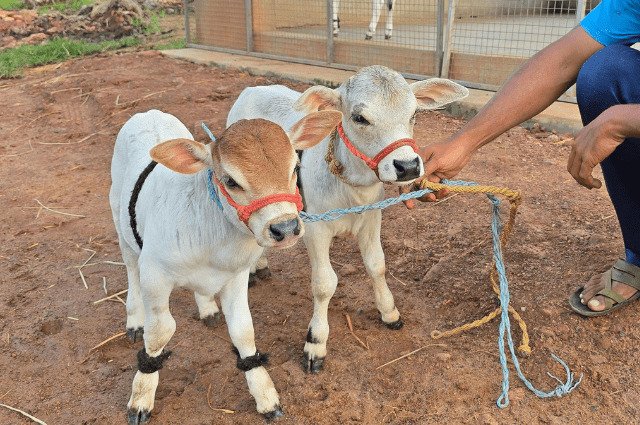 miniature cow