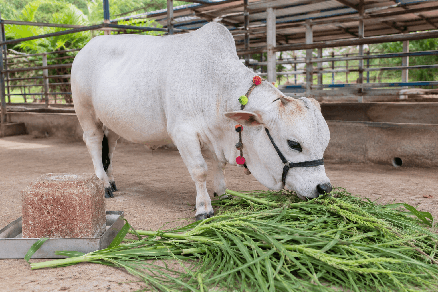 Punganur Cow Nutrition