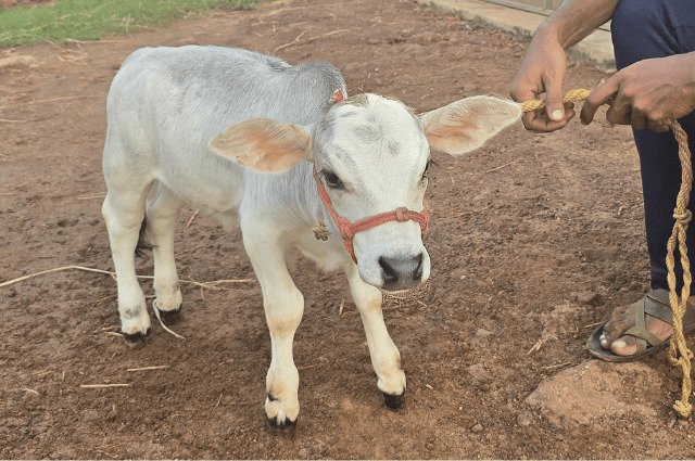 nano cow adoption