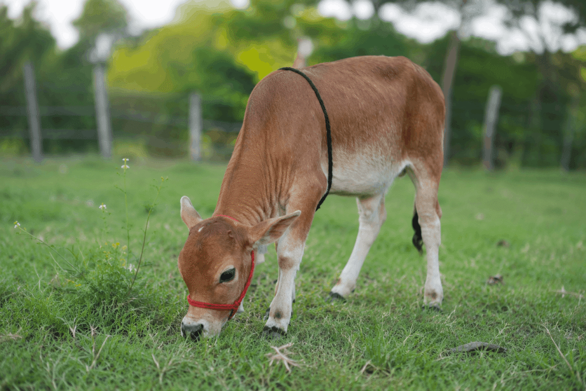 Mini Cattle