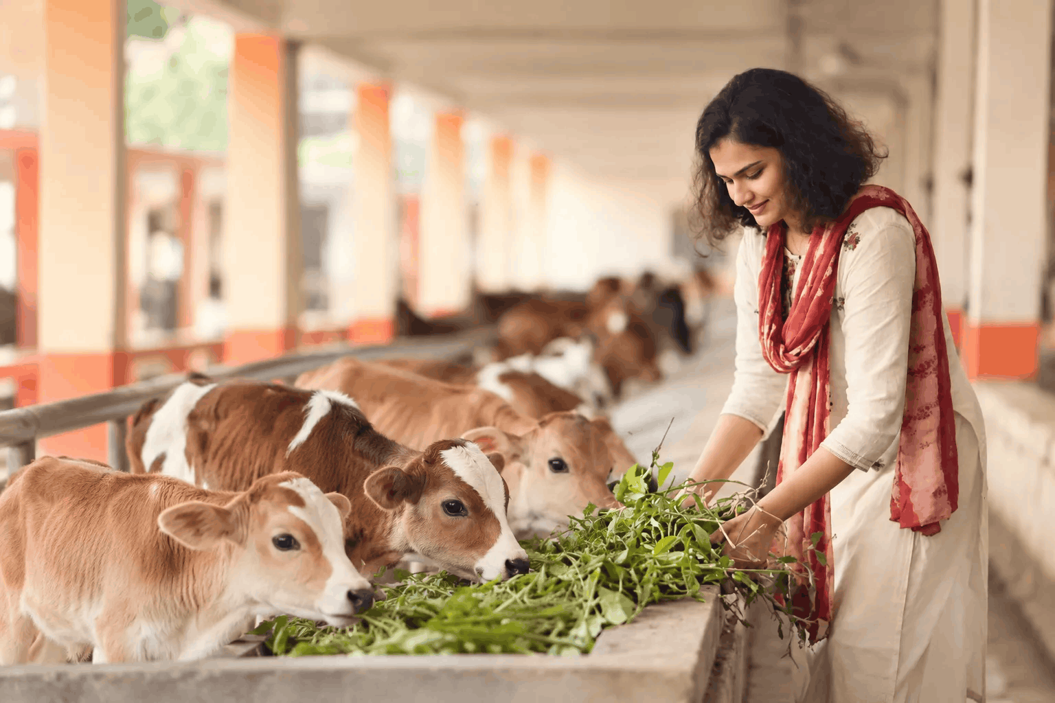 Cow care