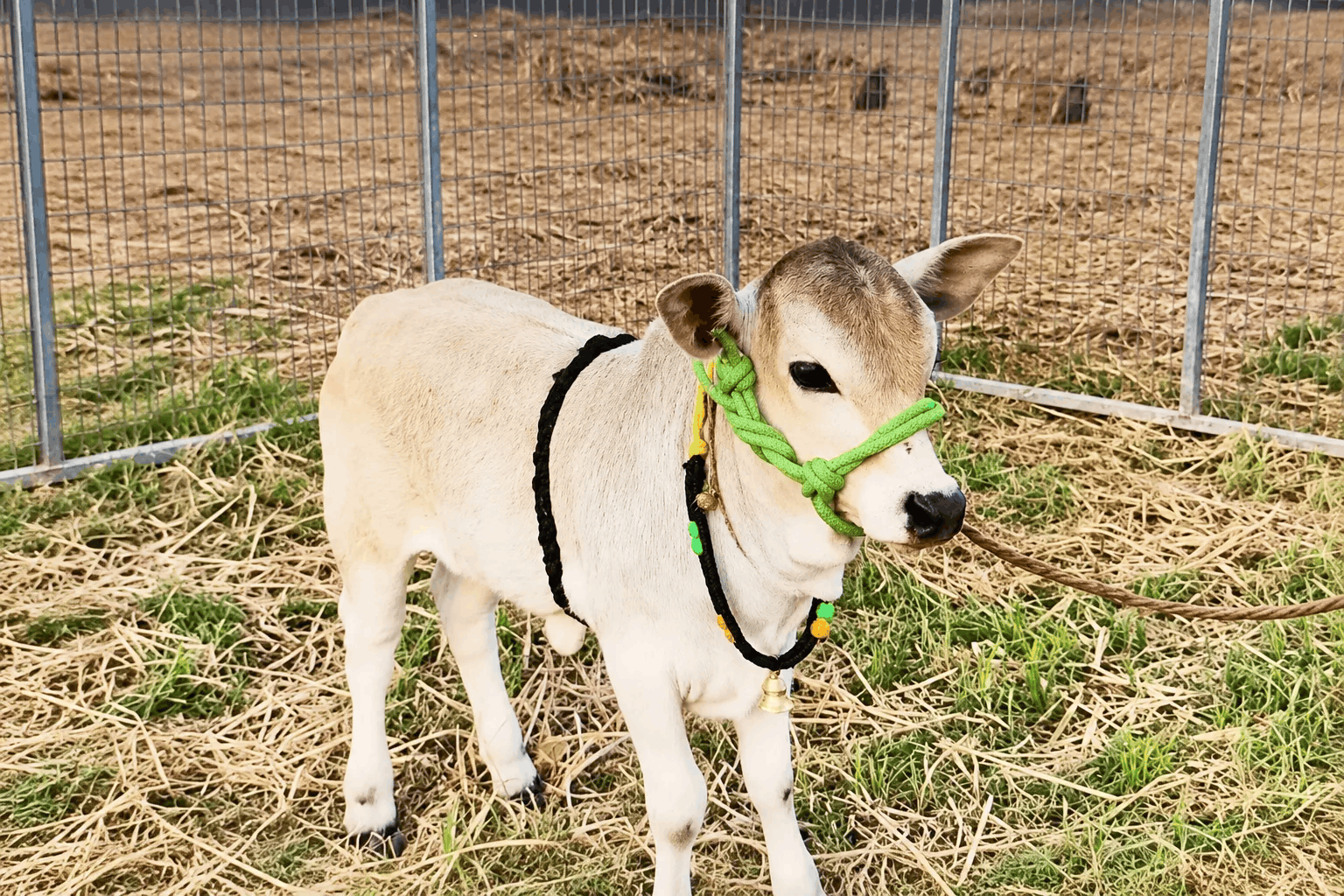 miniature cow