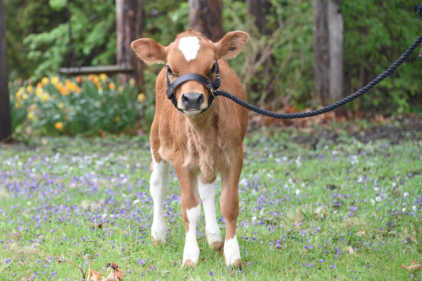 healthy Punganur cow