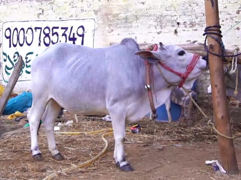 Punganur Cow